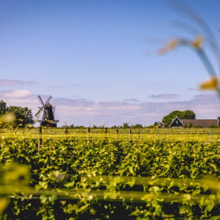 Utsikt från Kullabergs Vingård - vinrankor och möllan i bakgrunden