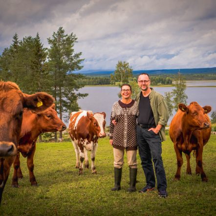 Svedjan Ost - mejeriet norr om Skellefteå